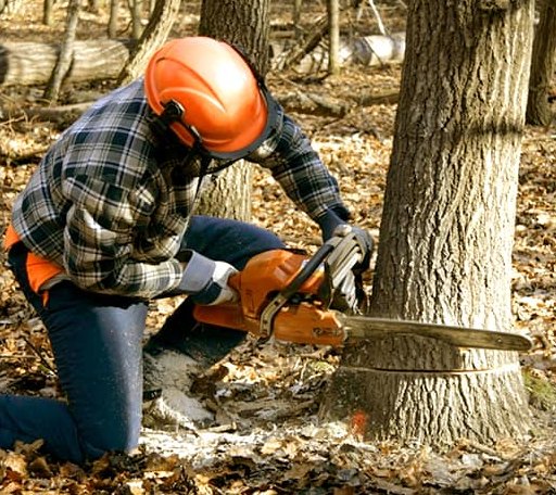 Tree Removal in Perkinston, MS